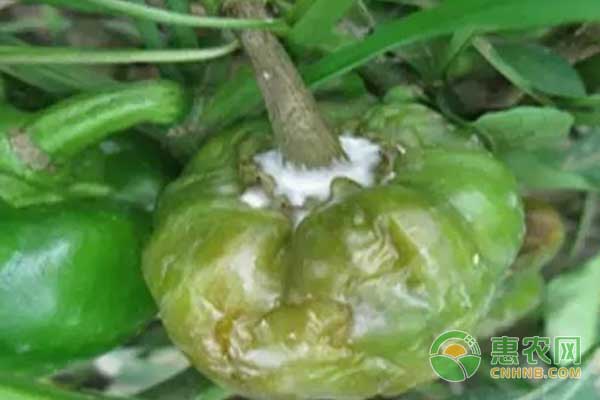 细菌性疫病和真菌性疫病的病状和防治方法-图片版权归惠农网所有