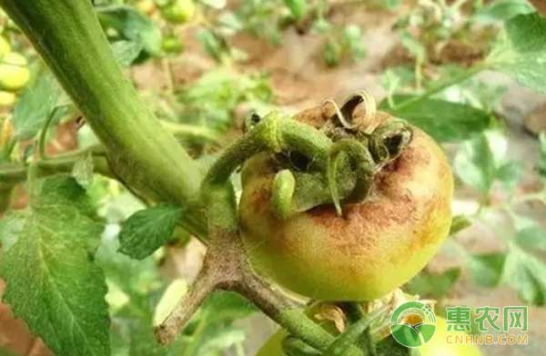 细菌性疫病和真菌性疫病的病状和防治方法-图片版权归惠农网所有