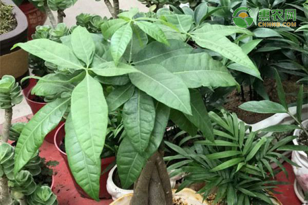 发财树太高修剪的正确方法-图片版权归惠农网所有